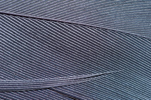 Detail of nice stork feather texture.