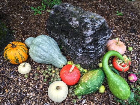 Garden decorated with a variety of colorful autumn vegetables.