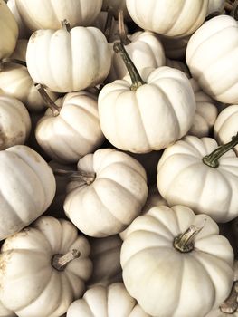 White Baby Boo pumpkins at the autumn market.