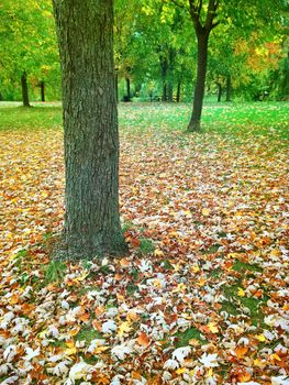 Autumn park with maple trees. Quebec, Canada.