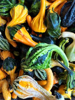 Green and orange decorative gourds at the autumn market.