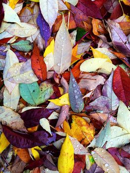 Colorful leaves in raindrops. Autumn background.