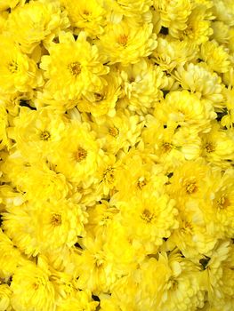 Yellow chrysanthemums. Autumn flowers background.