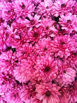 Purple chrysanthemums. Autumn flowers background.