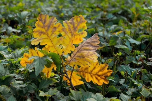 The picture shows the autumn yellow leaves on the bush.