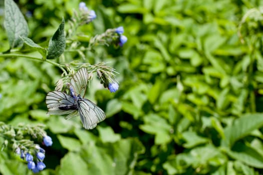 Blue flower and white butterfly on green background
