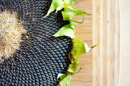 Fresh seeds on a sunflower head