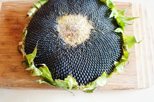 Fresh seeds on a sunflower head