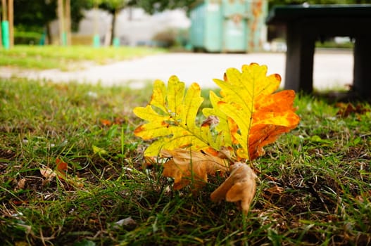 Oak leaves lying on green grass