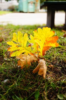 Oak leaves lying on green grass