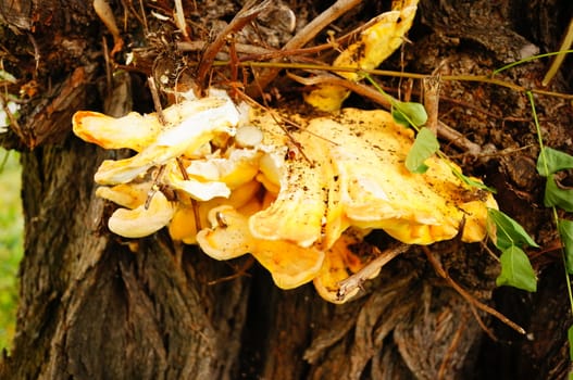 Mushroom growing on a tree