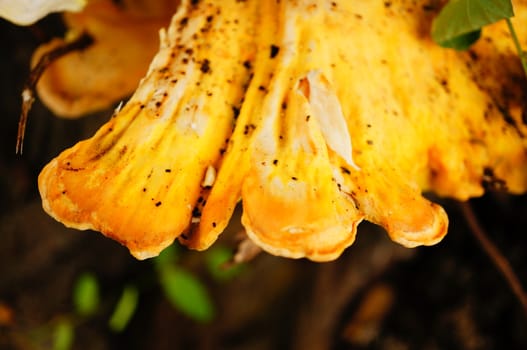 Mushroom growing on a tree