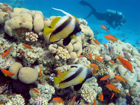 coral  reef with  butterflyfishes and diver at the bottom of tropical sea 