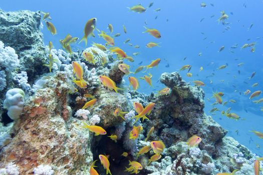 colorful coral reef with shoal of fishes scalefin anthias in tropical sea