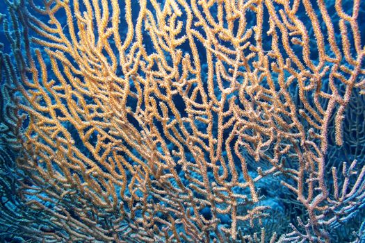 great gorgonian at the bottom of tropical sea, close up