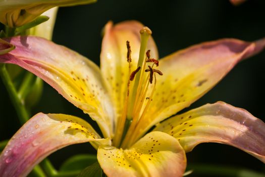 A flower of lily