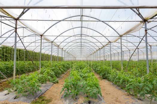 The rows of young bio lust tomatoes growing in large plant nursery. All seasons production of fruit and vegetables in the greenhouse.