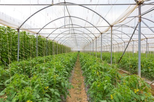 The rows of young bio lust tomatoes growing in large plant nursery. All seasons production of fruit and vegetables in the greenhouse.