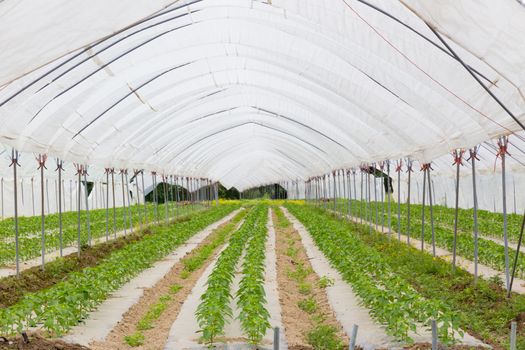 The rows of young bio paprika growing in large plant nursery. All seasons production of fruit and vegetables in the greenhouse.