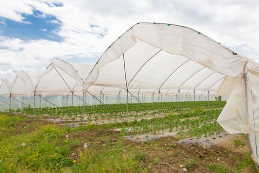 The rows of young bio paprika growing in large plant nursery. All seasons production of fruit and vegetables in the greenhouse.
