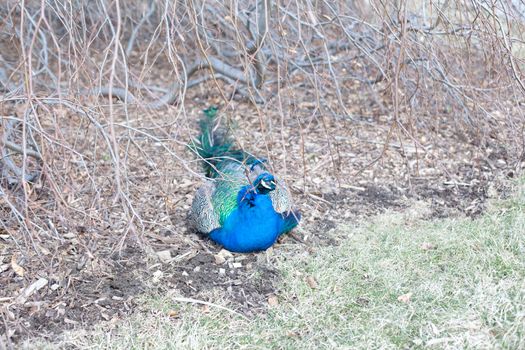 Walking blue and green peacock 
