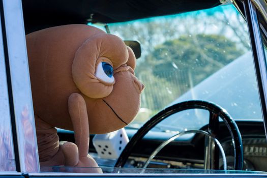 VICTORIA/AUSTRALIA - SEPTEMBER 2015: E.T. Heading off for a relaxing drive in his muscle car. Taken at a classic car show on the 13th September 2015 in Corowa, Australia.