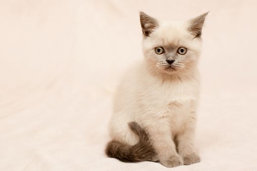 Grey and white kitten on pink background
