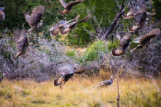 South Texas Rio Grande Turkeys taking off in flight