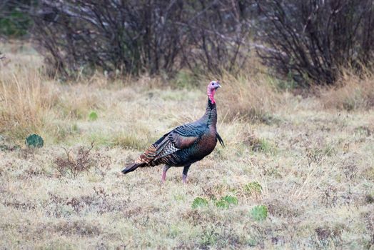Wild South Texas Rio Grande turkey standing on alert