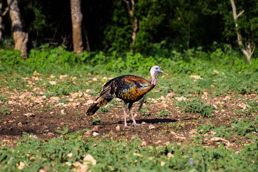 Wild South Texas Rio Grande turkey standing facing forward to the right