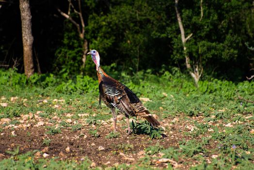 Wild South Texas Rio Grande turkey Standing Back to the Left