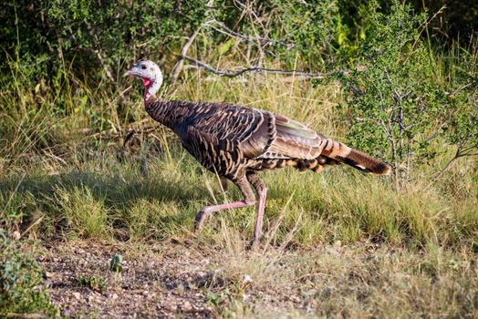 Wild South Texas Rio Grande turkey hen walking to the left