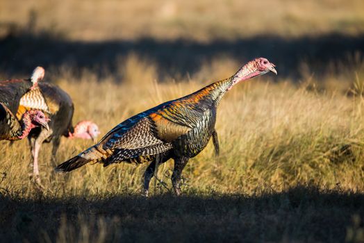 Wild South Texas Rio Grande turkey standing looking down to the right