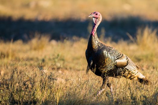 Wild South Texas Rio Grande turkey walking to the left at sunset