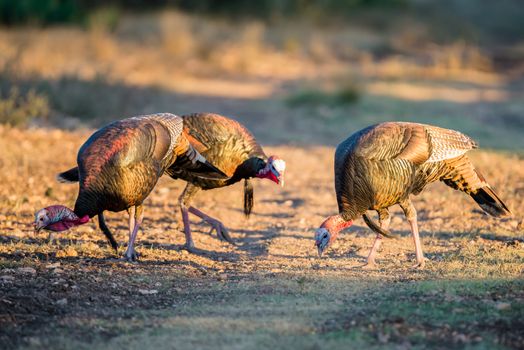 Wild South Texas Rio Grande turkeys eating corn