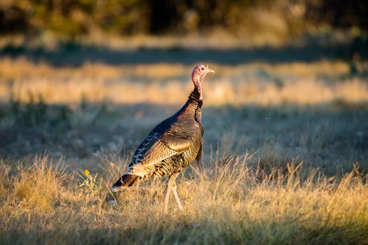 Wild South Texas Rio Grande turkey walking to the right with his head up on alert