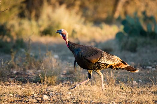 Wild South Texas Rio Grande turkey quickly walking to the left