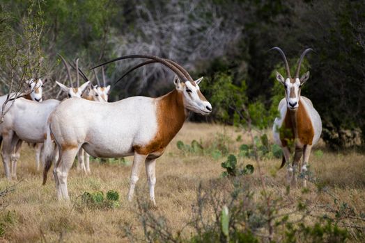 Wild Scimitar Horned Oryx Bull and Cow Standing. These animals are extinct in their native lands of Africa.