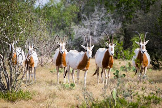 Wild Scimitar Horned Oryx herd. These animals are extinct in their native lands of Africa.