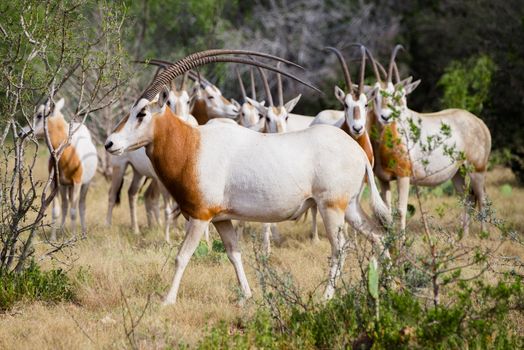 Wild Scimitar Horned Oryx Bull walking to the left in front of the herd. These animals are extinct in their native lands of Africa.