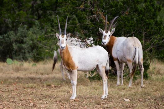 Wild Scimitar Horned Oryx calf standing to the left. These animals are extinct in their native lands of Africa.