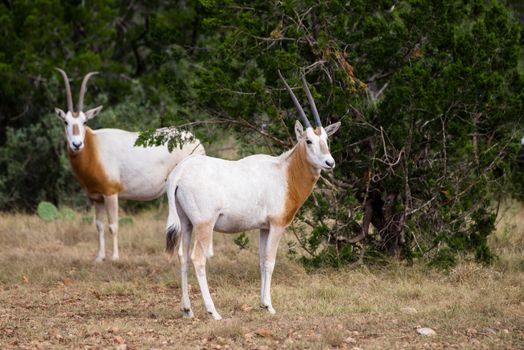 Wild Scimitar Horned Oryx calf standing to the right. These animals are extinct in their native lands of Africa.