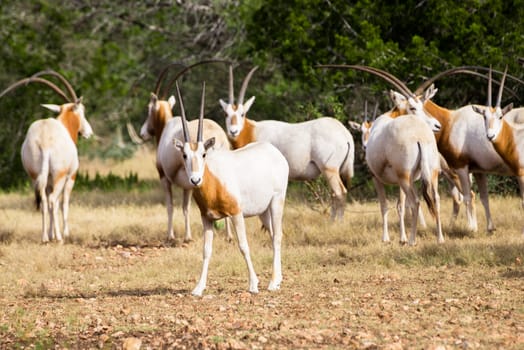 Wild Scimitar Horned Oryx calf standing in front of the herd. These animals are extinct in their native lands of Africa.
