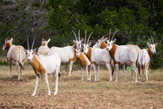 Wild Scimitar Horned Oryx herd. These animals are extinct in their native lands of Africa.