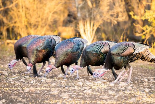 Wild Rio Grande turkeys lined up eating corn