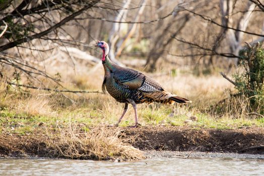 Wild Rio Grande turkey walking to the left behind a pond