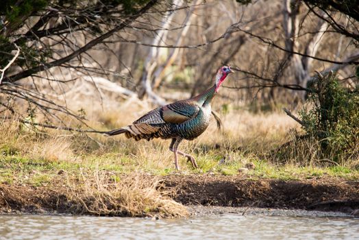 Wild Rio Grande turkey walking to the right behind a pond