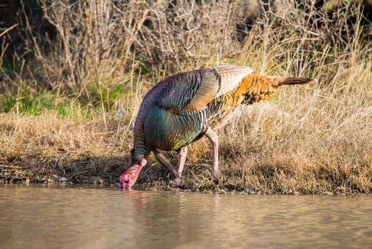 Wild Rio Grande turkey drinking water from a pond