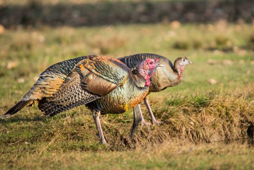 Wild Rio Grande Turkeys taking a drink at a pond