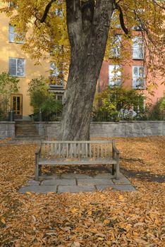 Autumn in public garden